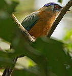 Motmot houtouc