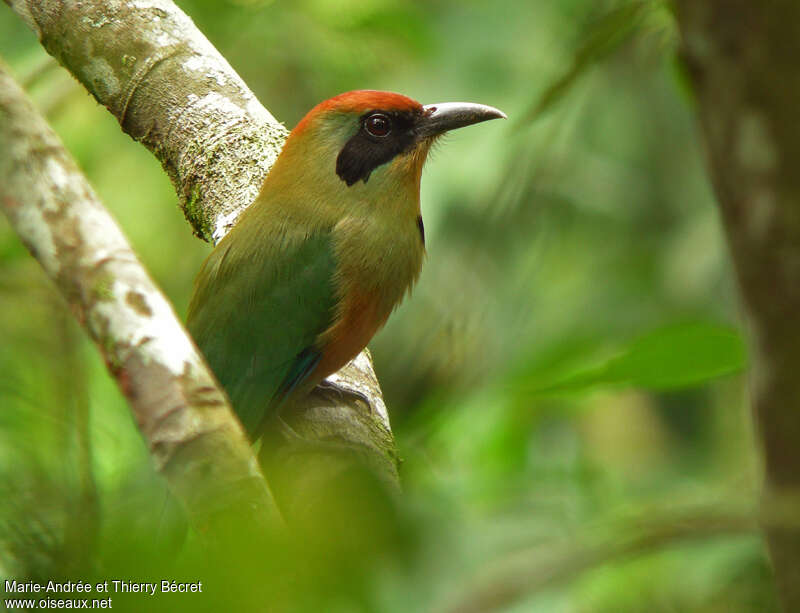 Rufous-capped Motmotadult