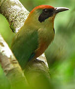 Rufous-capped Motmot