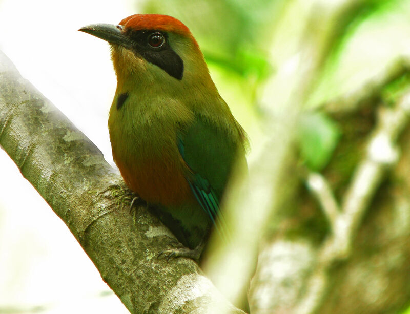 Rufous-capped Motmot