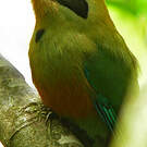 Motmot oranroux
