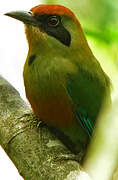 Rufous-capped Motmot