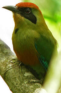 Motmot oranroux