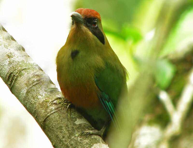 Rufous-capped Motmot