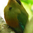 Motmot oranroux