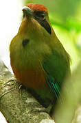 Rufous-capped Motmot