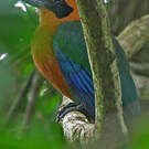 Motmot roux