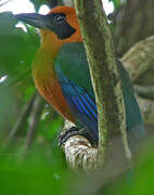 Rufous Motmot