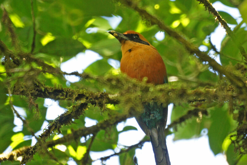 Rufous Motmot