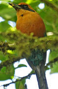 Rufous Motmot