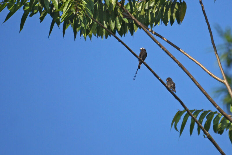 Long-tailed Tyrant