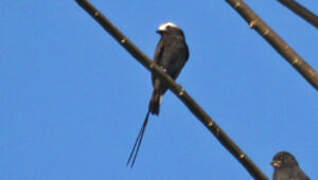 Long-tailed Tyrant