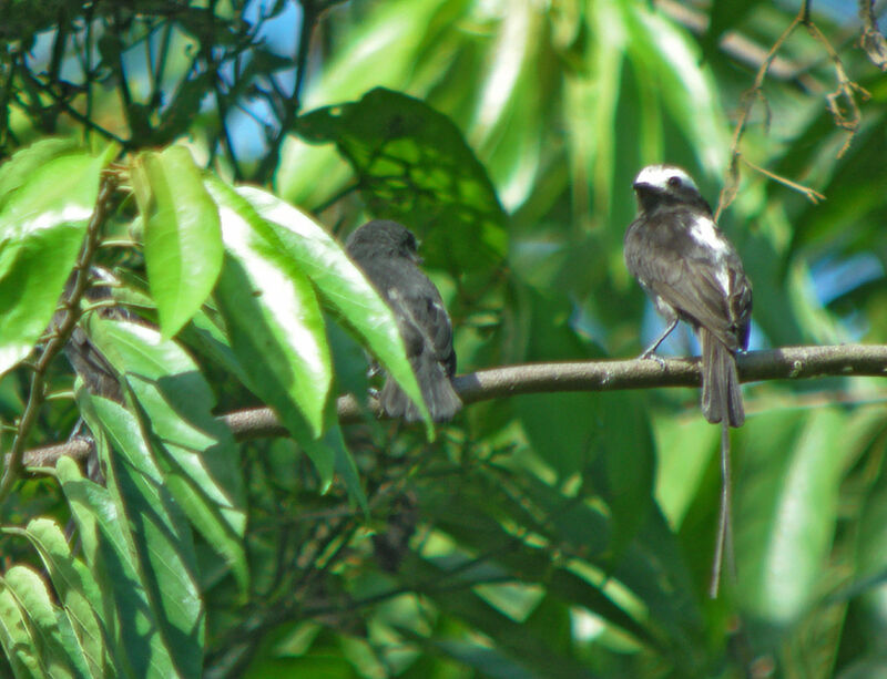 Long-tailed Tyrant