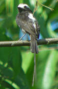 Long-tailed Tyrant