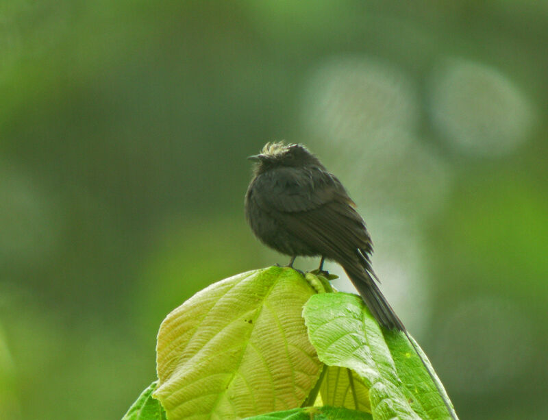 Long-tailed Tyrant