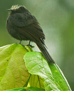 Long-tailed Tyrant