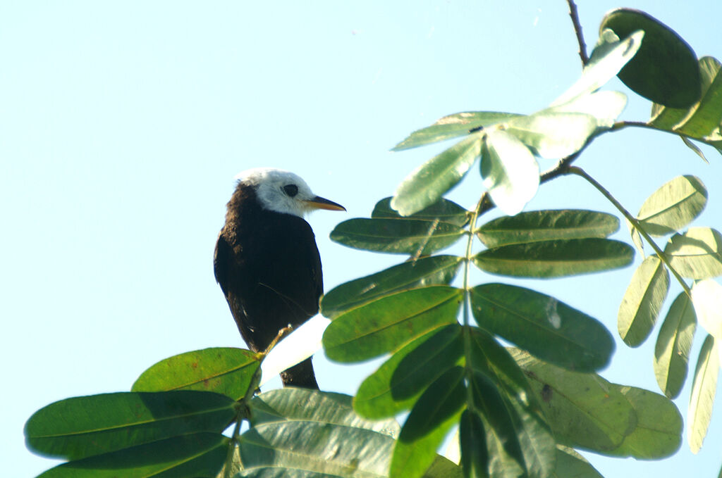 White-headed Marsh Tyrant male