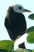 White-headed Marsh Tyrant