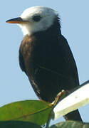 White-headed Marsh Tyrant