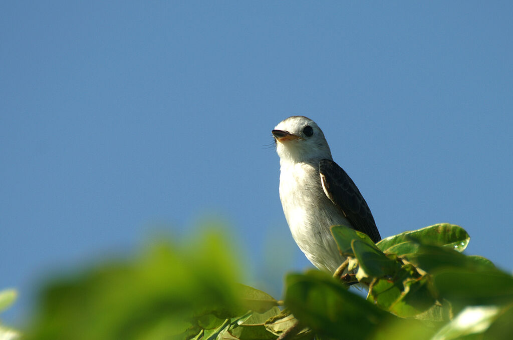 White-headed Marsh Tyrant