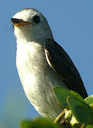 White-headed Marsh Tyrant