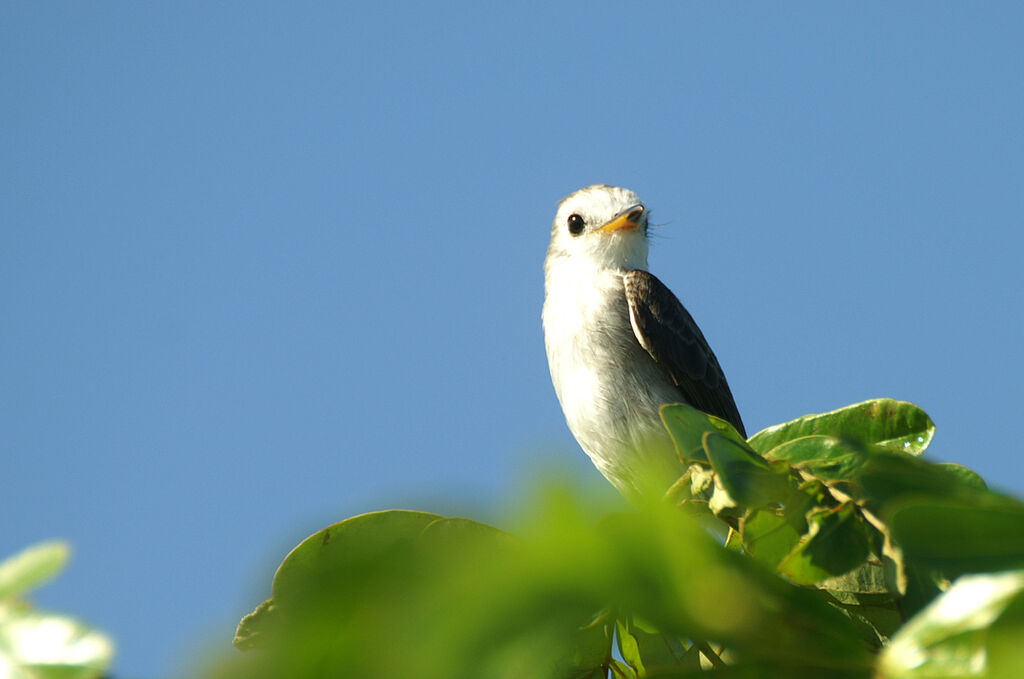 White-headed Marsh Tyrant female