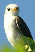 White-headed Marsh Tyrant