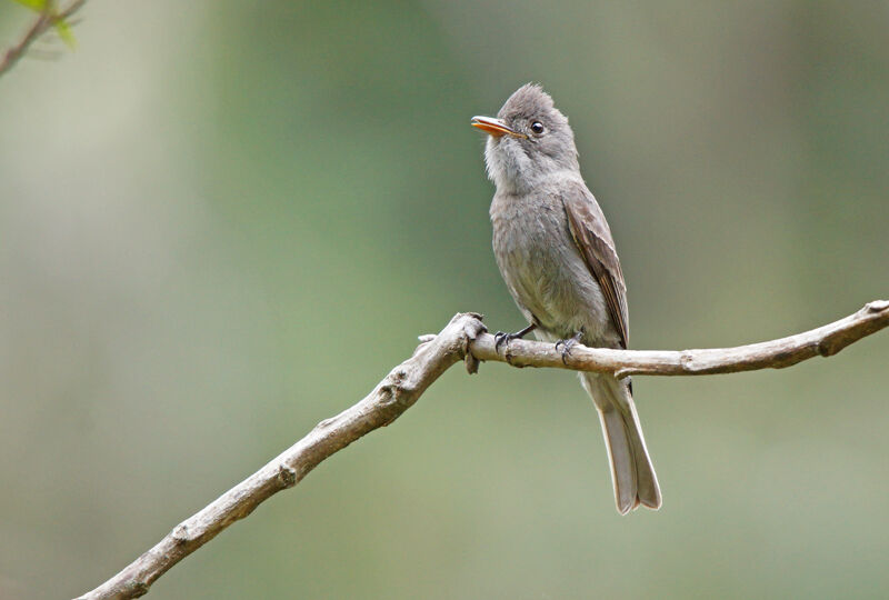 Smoke-colored Peweeadult