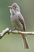 Smoke-colored Pewee