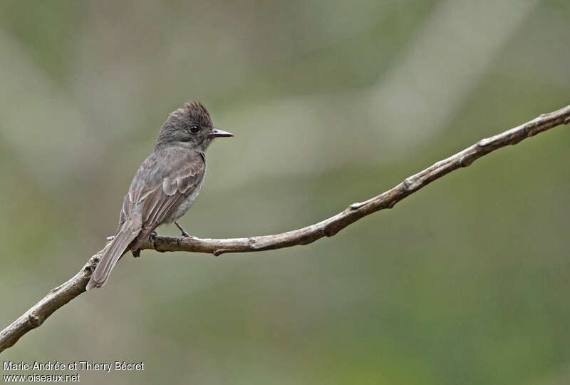 Smoke-colored Peweeadult