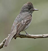 Smoke-colored Pewee