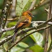 Cinnamon Flycatcher