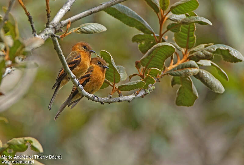 Cinnamon Flycatcheradult, habitat, pigmentation