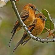 Cinnamon Flycatcher