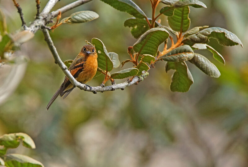 Cinnamon Flycatcher