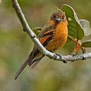 Cinnamon Flycatcher