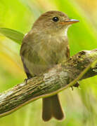 Euler's Flycatcher