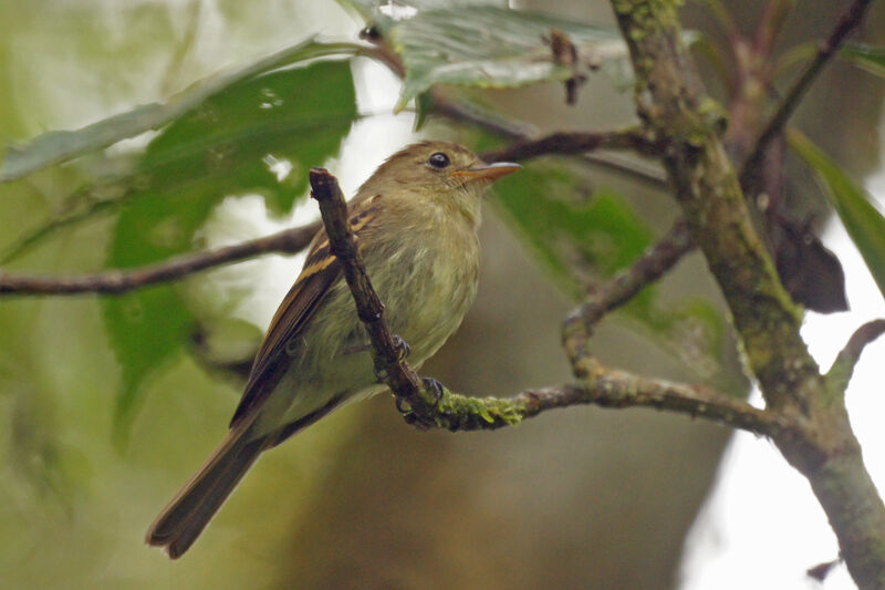 Euler's Flycatcher