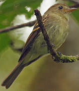 Euler's Flycatcher