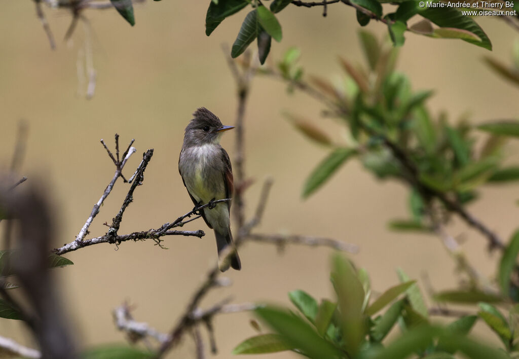 Moucherolle de Bonaparte