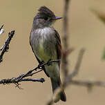 Moucherolle de Bonaparte