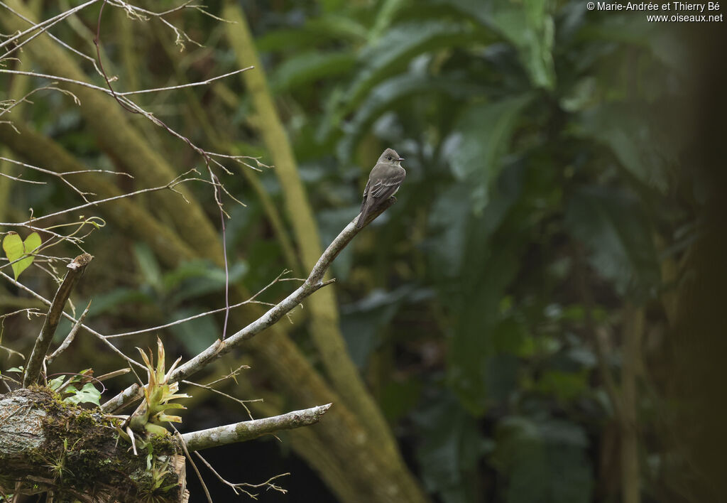 Moucherolle de Bonaparte