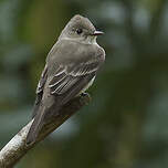 Moucherolle de Bonaparte