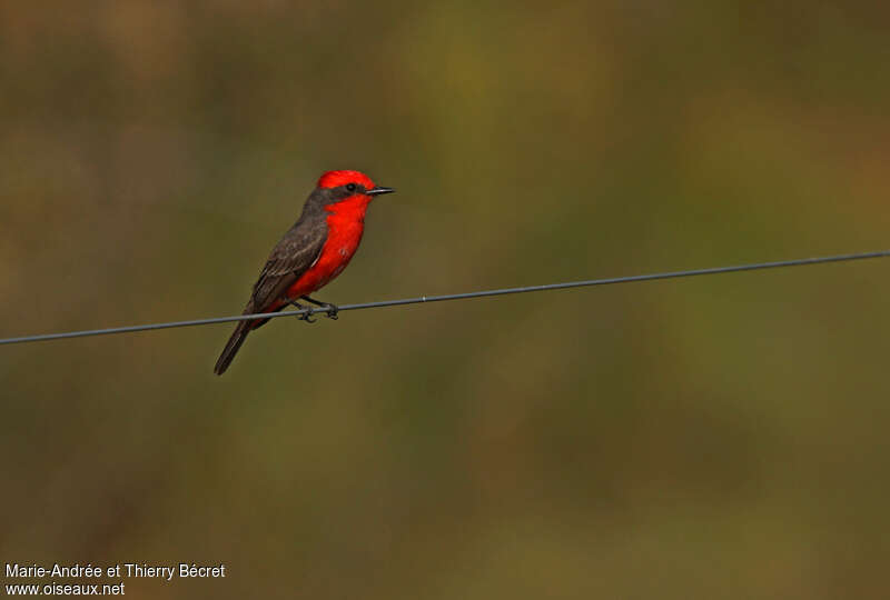 Scarlet Flycatcher