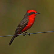 Scarlet Flycatcher