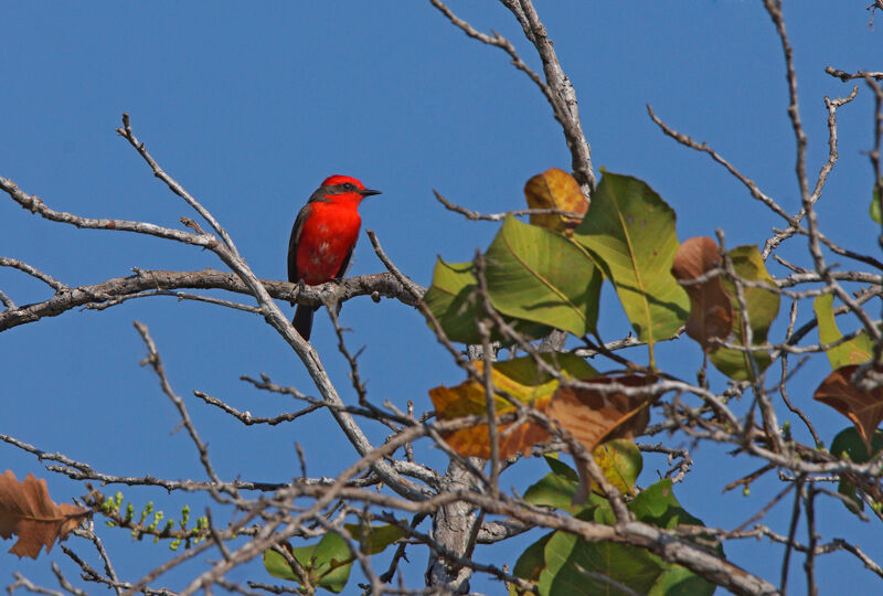 Scarlet Flycatcher