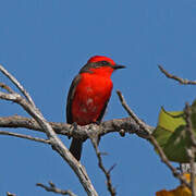 Scarlet Flycatcher