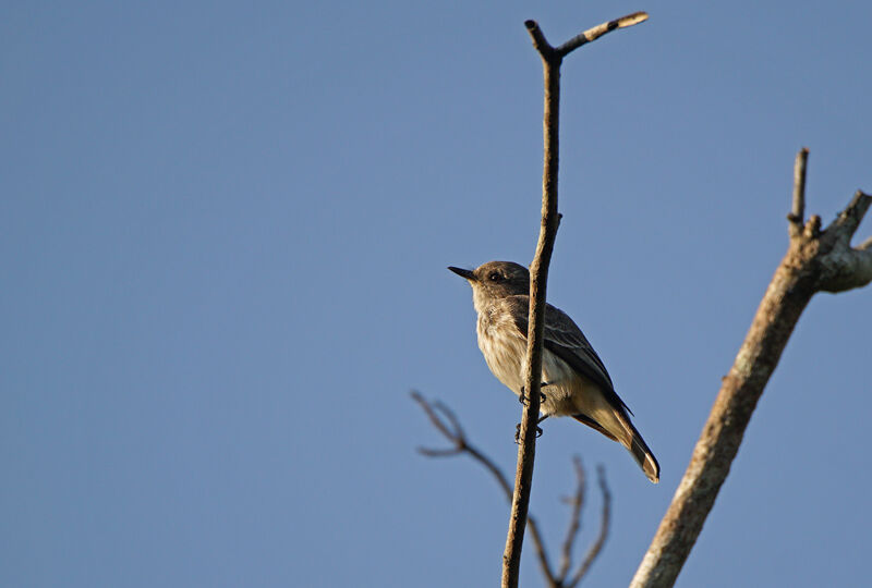 Bran-colored Flycatcher