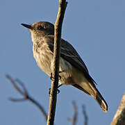 Bran-colored Flycatcher