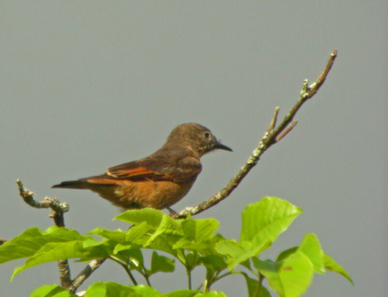 Cliff Flycatcher